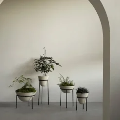 Daiza blomsterpotte