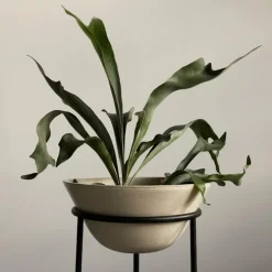 Daiza blomsterpotte