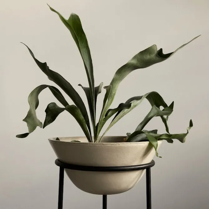 Daiza blomsterpotte
