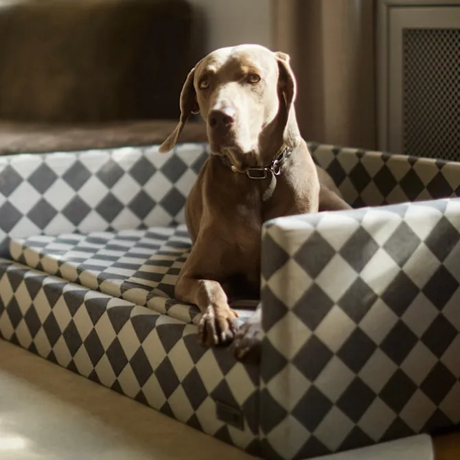 DUX Premium Dog Bed Exclusive Edition