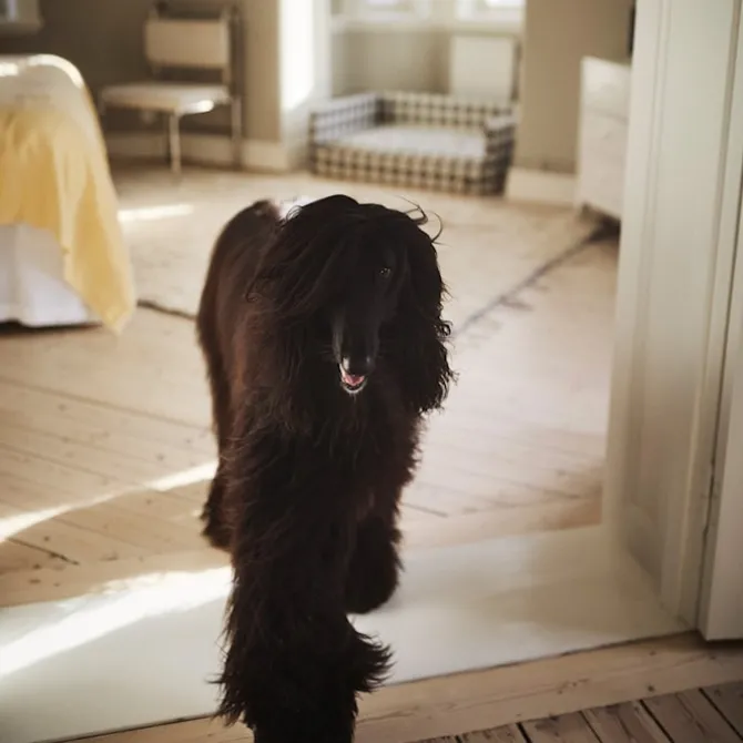 DUX Premium Dog Bed Exclusive Edition