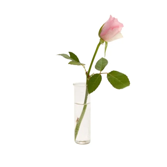 Flora-glassinnsats til Vesper