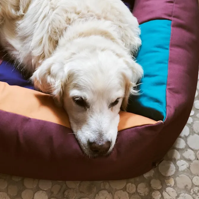 HAY hundeseng Large