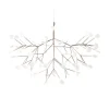 Heracleum III