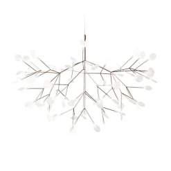 Heracleum III