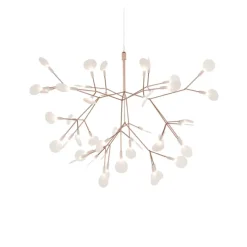 Heracleum III Small