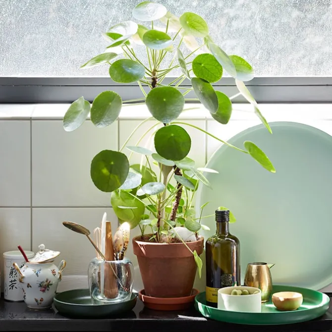 Jasper Morrison Trays brett 3 stk