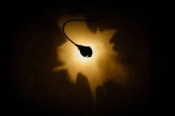 Luce che Dipinge