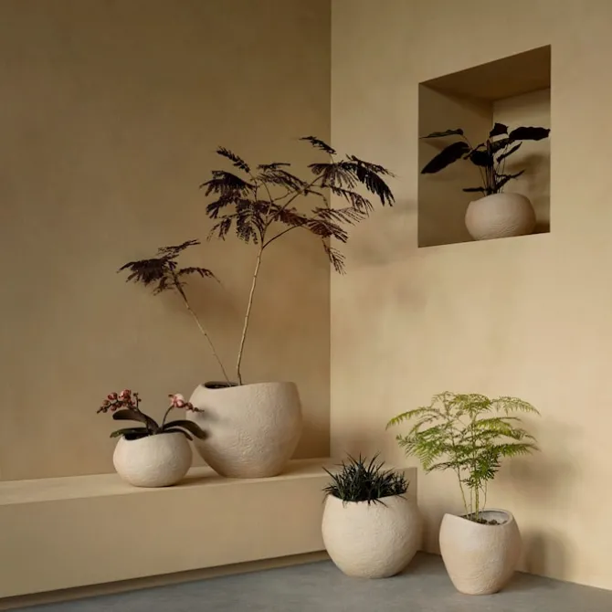 Plantas blomsterpotte