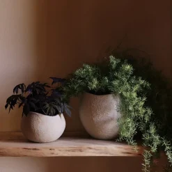 Plantas blomsterpotte