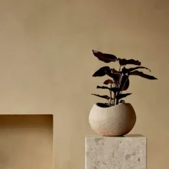 Plantas blomsterpotte