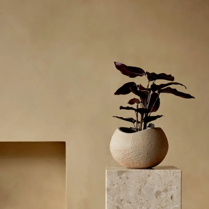 Plantas blomsterpotte