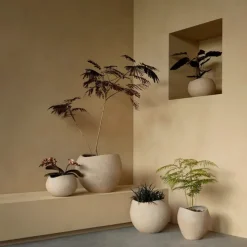 Plantas blomsterpotte